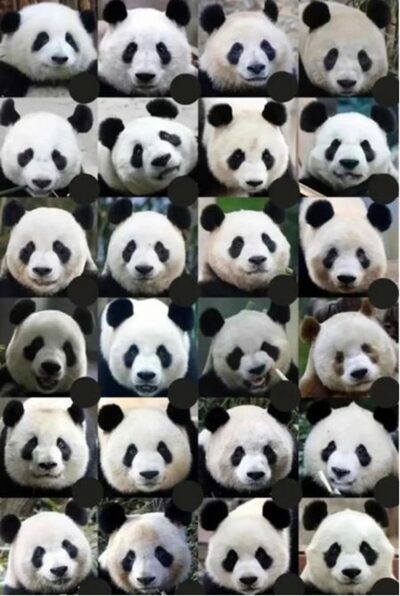 韓国生まれのパンダ懐かしむ企画「フーバオはどこ」…あなたはわかるか？