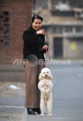 立つ犬 ただいまお散歩中 北京 写真4枚 ファッション ニュースならmode Press Powered By Afpbb News