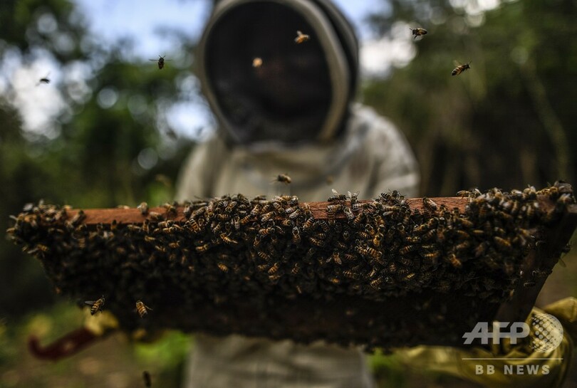 ミツバチが癒やす内戦の傷、養蜂で復興目指すコロンビアの村