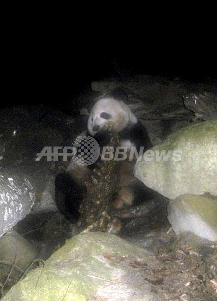 パンダ 実は肉食 動物の死がいにかぶりつく様子を撮影 写真2枚 国際ニュース Afpbb News