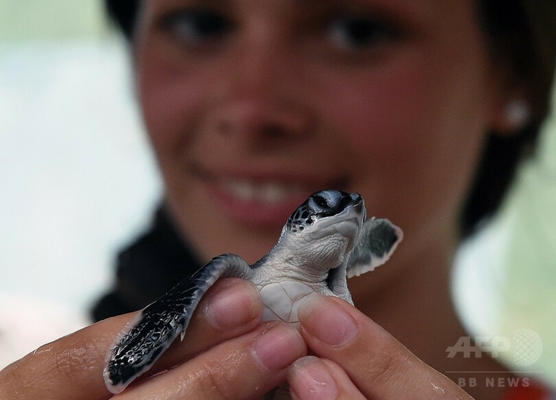 ウミガメの赤ちゃん、いざ海へ スリランカ