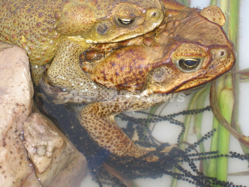 オオヒキガエルのメスは小さなオスが嫌い 体膨らませて選別 豪研究 写真2枚 国際ニュース Afpbb News