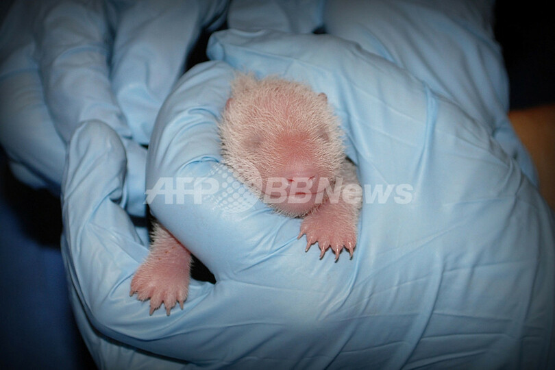 赤ちゃんパンダは とても活発 双子のきょうだいは死産 米 写真2枚 国際ニュース Afpbb News