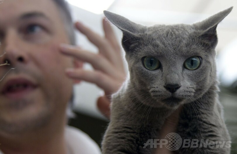 世界的なキャットショー、コロンビアで開催