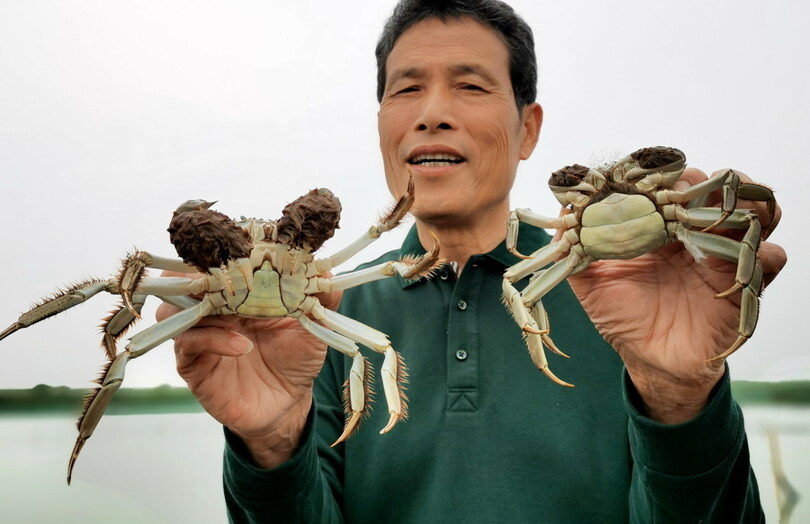 上海ガニ 新型コロナの影響を乗り越え日本へ今年初の輸出 写真2枚 国際ニュース Afpbb News