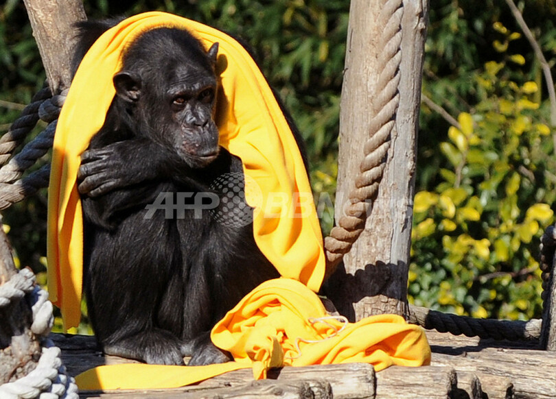 黄色いマフラー似合うだろ 寒さしのぐチンパンジー ローマ 写真3枚 国際ニュース Afpbb News