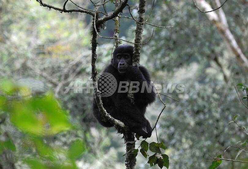 ネット上で野生ゴリラと友達に、「フェースブック」「ツイッター」向けサービスまもなく解禁