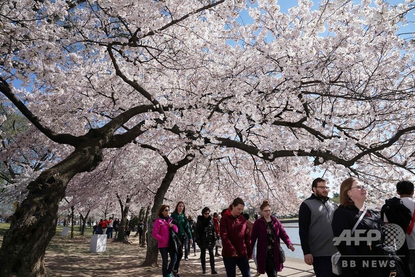 米首都ワシントンで桜が見頃に 人々を魅了 写真11枚 国際ニュース Afpbb News