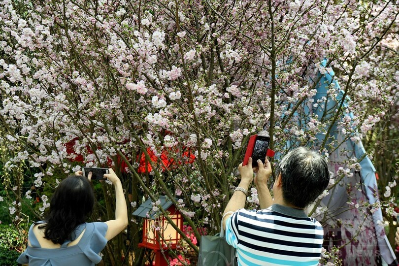シンガポールで「桜祭り」、日本人会が伝統の踊り