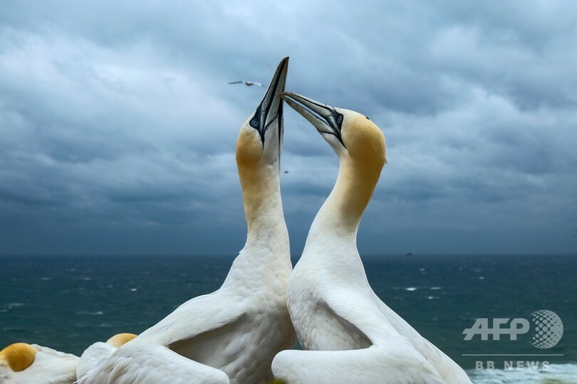 独ヘルゴラント島で暮らすシロカツオドリ 写真6枚 国際ニュース Afpbb News