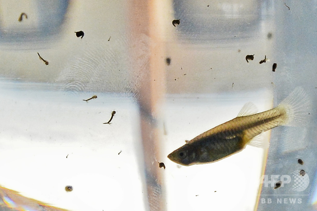 騒音ストレスで魚が短命に、寄生虫への免疫低下 研究 騒音ストレスで魚が短命に、寄生虫への免疫低下 研究