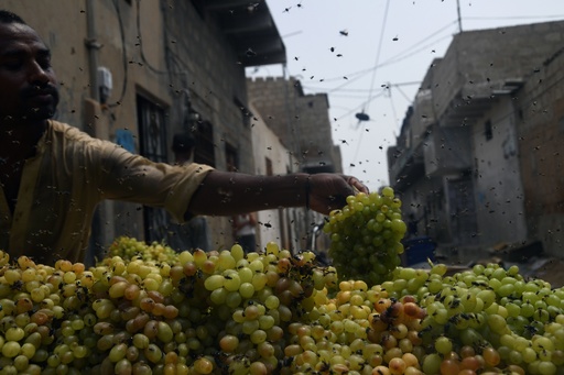 ハエ大発生で 地獄 の惨状に追い打ち パキスタンの大都市カラチ 写真10枚 国際ニュース Afpbb News