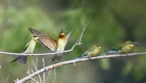中国で最も美しい鳥」ハリオハチクイが飛来 中国・広東省 写真3