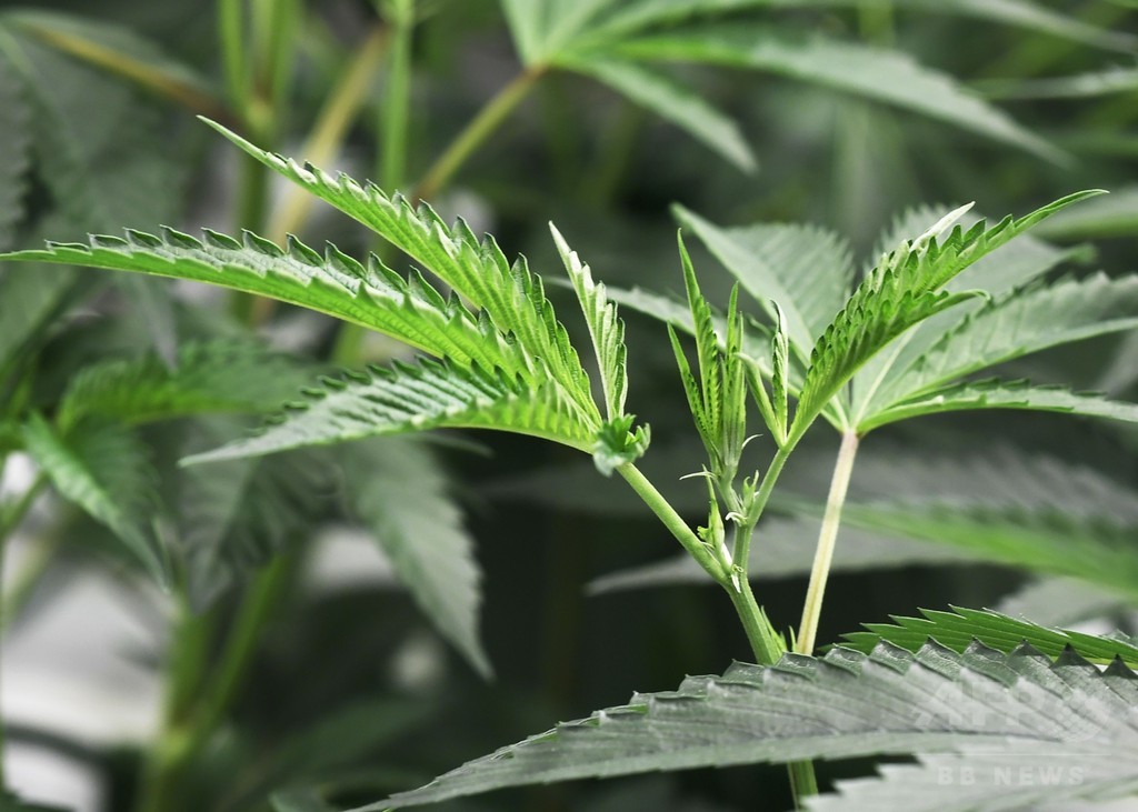 大麻由来のてんかん治療薬を初承認、米FDA 大麻由来のてんかん治療薬を初承認、米FDA