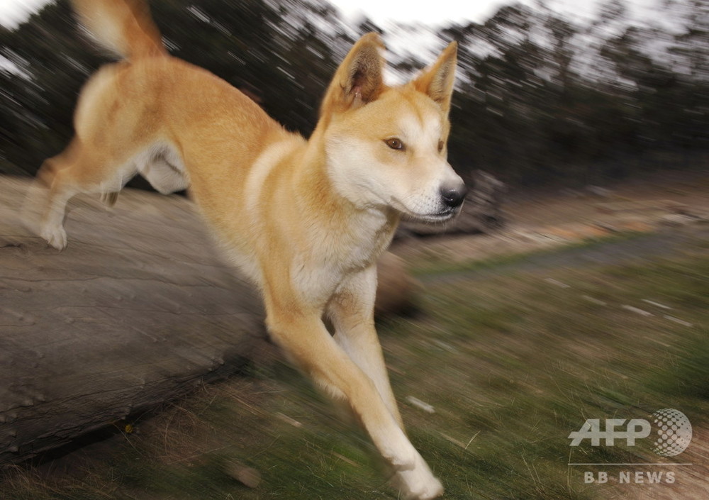 豪フレーザー島でディンゴが相次ぎ人襲う 緊急に管理体制見直しへ 写真3枚 国際ニュース Afpbb News