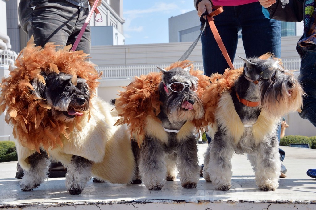 犬がライオンに変身！都内デパートで記念行事