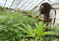 ジャマイカの首都キングストンにある西インド諸島大学で、大麻を栽培するマシェル・エマニュエル博士（2019年5月18日撮影）。(c)Angela Weiss / AFP