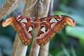 チェコ・ブルノ（Brno）のマサリク大学（Masaryk University）の植物園で飼育されている世界最大級のガ「ヨナグニサン」（2014年9月16日撮影）。(c)AFP/RADEK MICA