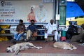 インドの首都ニューデリーのバス停で寝転ぶ野良犬（2023年8月4日撮影）。(c)Money SHARMA / AFP