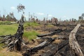 インドネシア・スマトラ（Sumatra）島リアウ（Riau）州ペララワン（Pelalawan）の森林火災があった泥炭地（2013年6月29日撮影）。(c)AFP/ROMEO GACAD