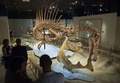 米首都ワシントン（Washington D.C.）のナショナルジオグラフィック博物館（National Geographic Museum）で新たに始まる肉食恐竜「スピノサウルス・エジプティアクス（Spinosaurus aegyptiacus）」の骨格展示（2014年9月11日撮影）。(c)AFP/Saul LOEB