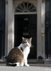 英ロンドンのダウニング街10番地、首相官邸前に座る猫のラリー（2019年5月22日撮影）。(c)DANIEL LEAL-OLIVAS / AFP