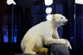 ドイツ首都ベルリン（Berlin)の自然史博物館（Museum of Natural History in Berlin）で公開されたホッキョクグマ「クヌート（Knut)」の標本（2013年2月15日撮影）。(c)AFP/JOHN MACDOUGALL