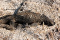 ブラジル・パンタナルで発生した火災の焼け跡で見つかった動物の死骸。マトグロソドスル州提供（2019年10月30日撮影）。(c)AFP PHOTO / Mato Grosso do Sul State Government  / Chico RIBEIRO