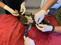 豪南部カンガルー島の森林火災でやけどを負い、軍の獣医師から治療を受けるコアラ。豪国防省提供（2020年1月10日撮影、公開）。(c)AFP PHOTO / Australian Department of Defence 