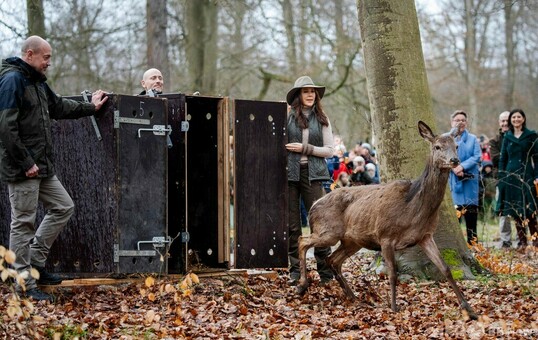 メアリー王妃、シカ公園拡張で式典出席 デンマーク 写真19枚