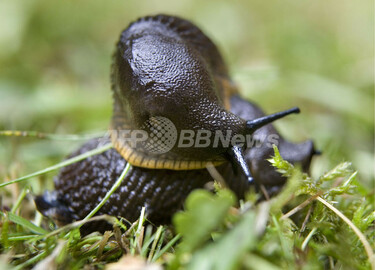 かたつむり かたつむり/銅版画(額なし） | iichi 日々の暮らしを心地よくする