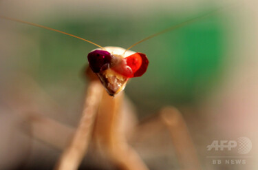 カマキリに特異な「立体視」、実験で判明 写真4枚 国際ニュース：AFPBB