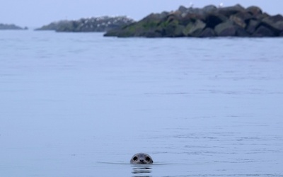 海からひょっこり、アザラシのかわいらしい姿 ドイツ