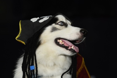 宇宙飛行士から海賊まで、犬の仮装コンテスト エルサルバドル