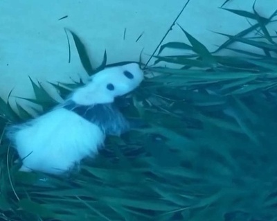 2023年パンダセンター初の赤ちゃん四川省神樹坪基地で誕生