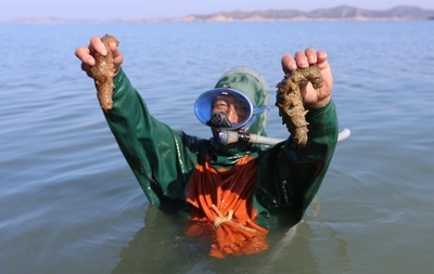 天然ナマコの収穫始まる 大連