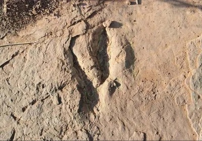 中国の科学者 世界最大のデイノニクス科恐竜の足跡化石を発見