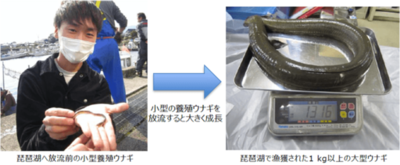 琵琶湖に養殖ウナギを放流すると大きく成長することを明らかに　ダム上流域の湖沼が養殖ウナギの放流場所に適している可能性を提示