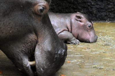 カバの赤ちゃん母親と水遊び、スイス