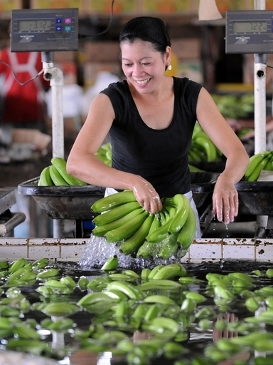 フィリピンのバナナ、立ち枯れ病流行で危機に 業界団体