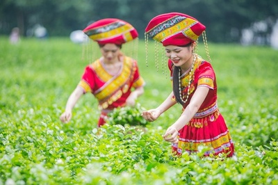 広西・横県 ジャスミンの花かおる