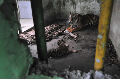 絶滅危惧種スマトラトラの赤ちゃん生まれる、インドネシア