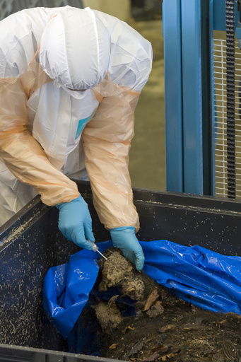 アフリカ豚コレラ、フランスにも迫る ベルギー国境でイノシシ大量駆除へ