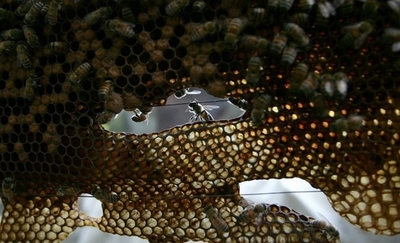 健康なミツバチから新種のウイルスを発見、大量死の謎解明に期待