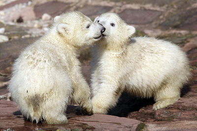 「はじめまして」、生後3か月のホッキョクグマ2匹がごあいさつ 独