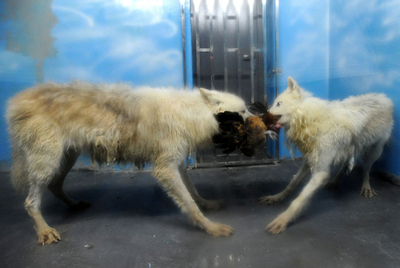 餌の時間が大人気、中国のホッキョクオオカミ