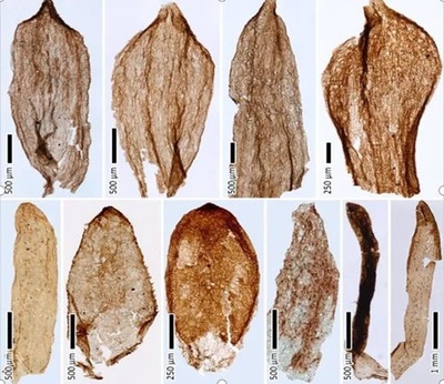 植物は2億5000万年前から人間を傷つける力を持っていた 中国研究者