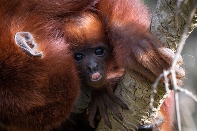 お母さんの腕から「ぺろ」 アカホエザルの赤ちゃん 仏