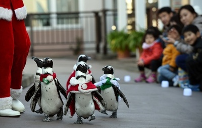 ペンギンもクリスマスをお祝い？八景島シーパラダイス