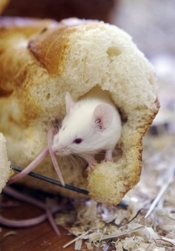 歯の完全再生にマウスで成功、東京理科大など